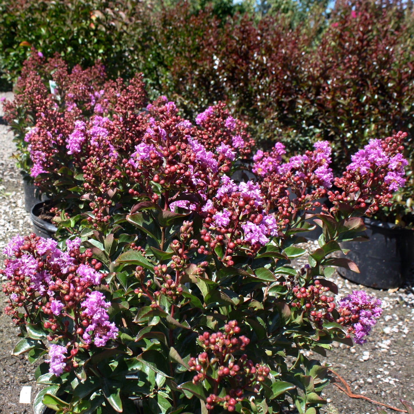 Crape Myrtle