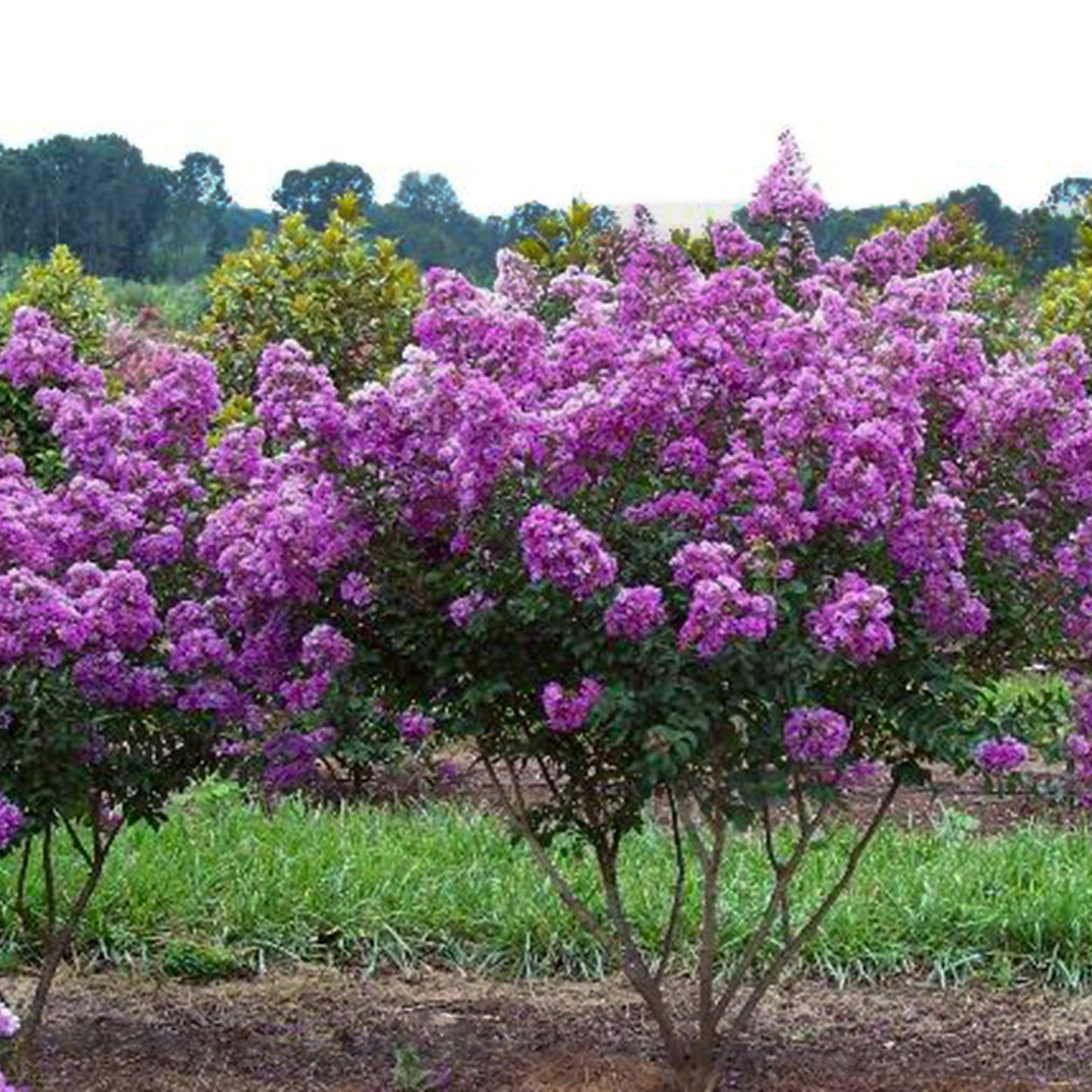 Crape Myrtle