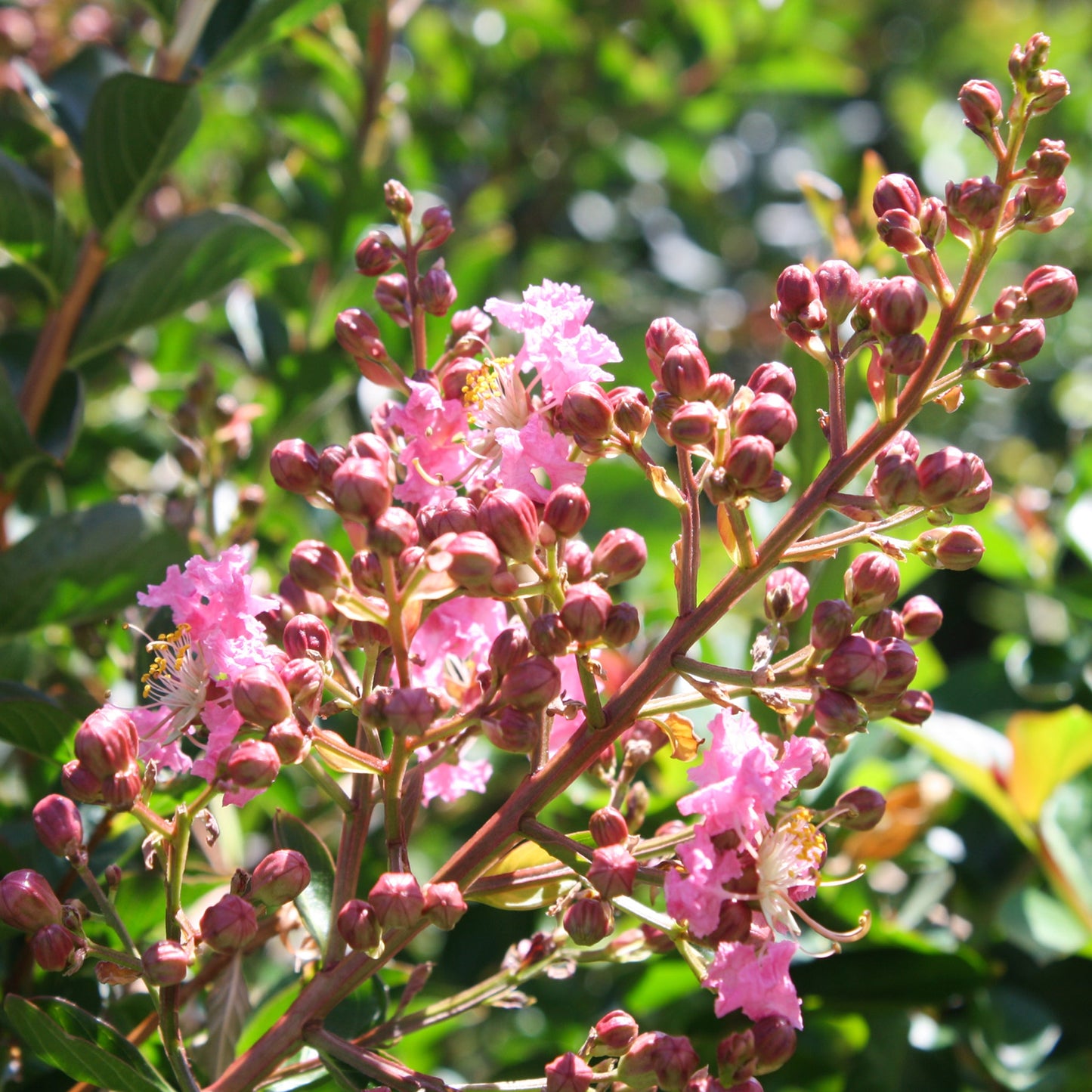 Crape Myrtle