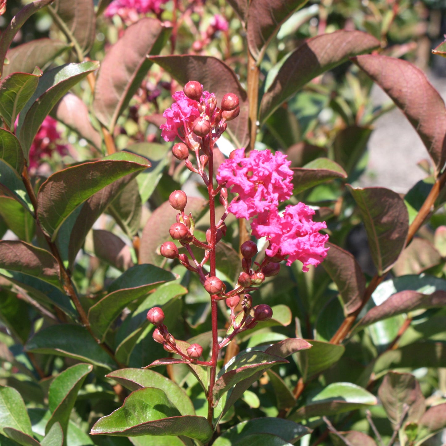 Crape Myrtle