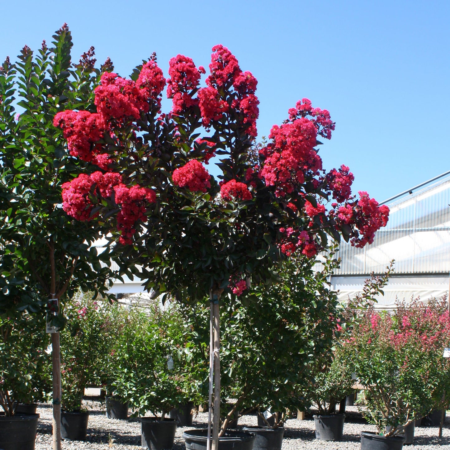 Crape Myrtle