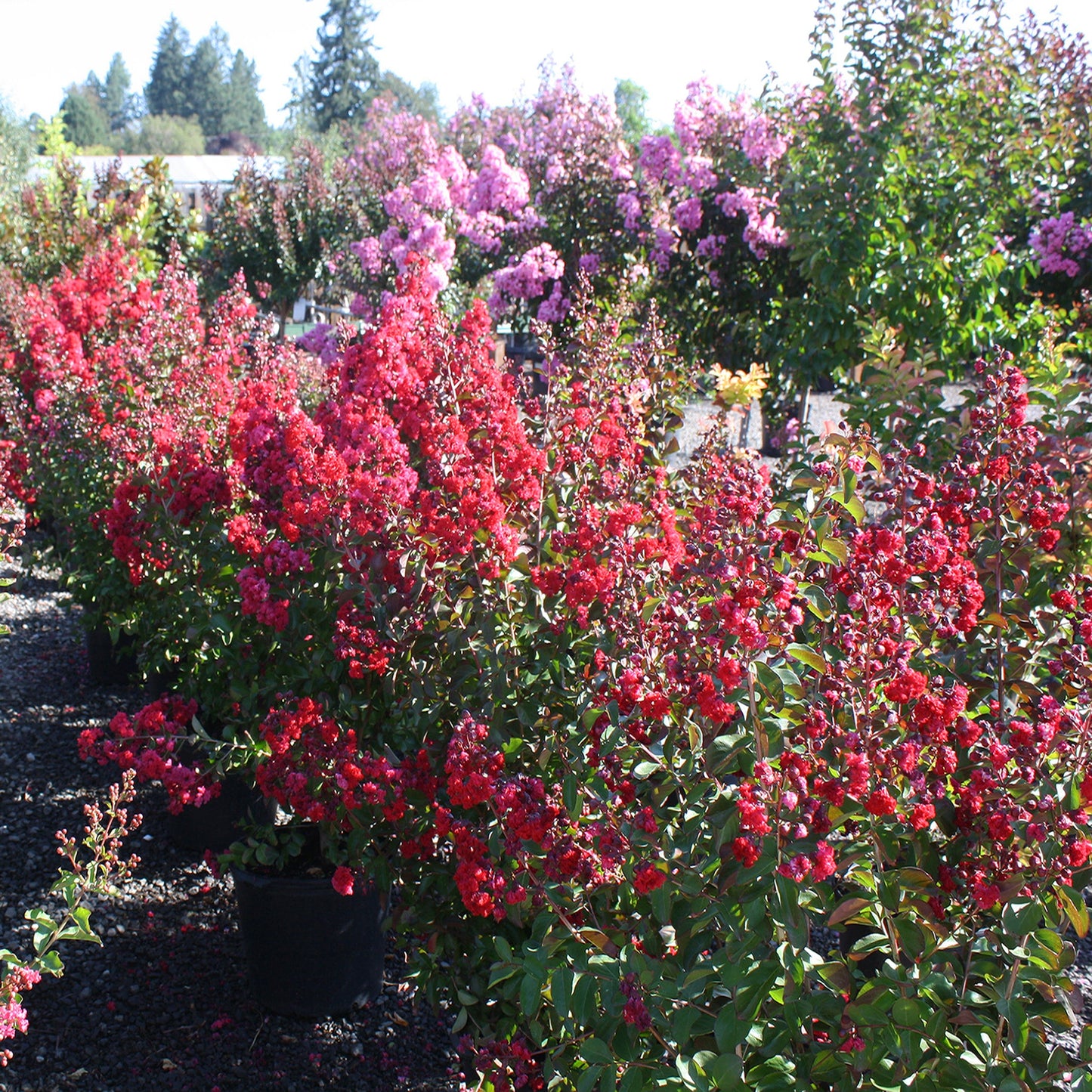 Crape Myrtle